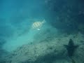 more fish @ hanauma bay more fish @ hanauma bay