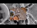 videos de Lasiodora difficilis HD picture slideshow 004