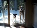 Dog says i love you