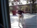 Dog says i love you