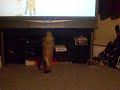 funny dog