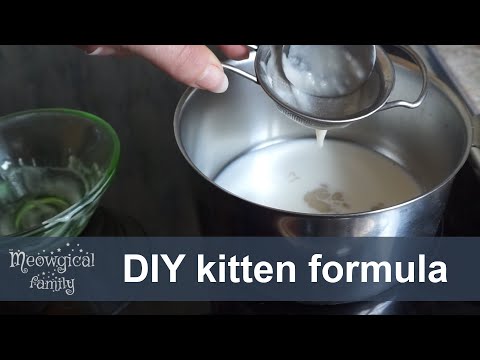 🍼 Homemade kitten formula