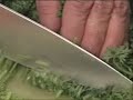 Parsley Video Parsley Video