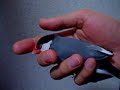 眠る桜文鳥