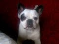 french bull dog douglas