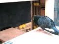 cabito