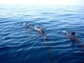 videos de Nager avec les dauphins en Méditerrannée avec Cala Rossa Dream / www.cala-rossa-dream.com