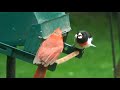 Rose Breasted Grosbeak