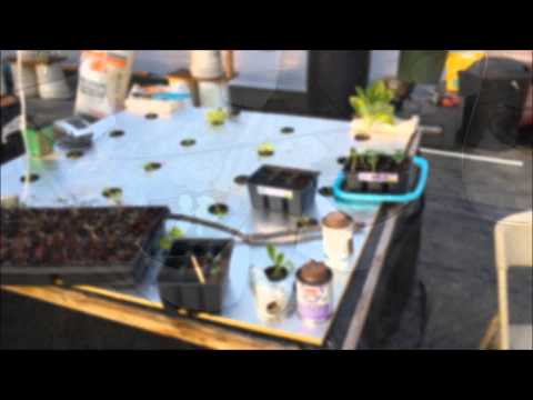 how to transplant squash