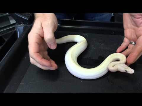 YouTube reptile video