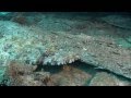 Red Sea Liveaboard 2009... Bekijk video