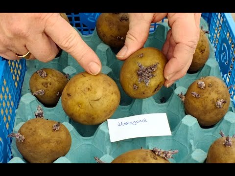 how to grow new potatoes for xmas