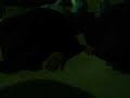 Video 31 Mário Borba JOCUM Pichilemu Chile
