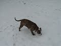 american bulldog magnum looks at snow