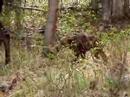 baby-twin-moose-with-mother-at-my-house.html