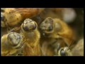 Australia's Deadliest Creatures DVD Greeting Card Preview