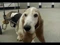 Voiturette pour Basset hound ( chien ) paralysé