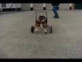 Basset Hound video