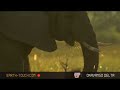 Bush teems with elephants