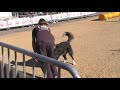FURIA (16.11.08) - Open agility TOSSUTS - 2on circuit