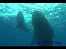 ???????????rurutu Is? humpback whale?No?6