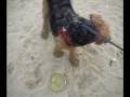 Airedale Terrier video