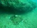 Spearfishing and Freediving Florida