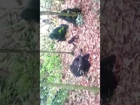 Gorilla Trekking in Uganda and Rwanda