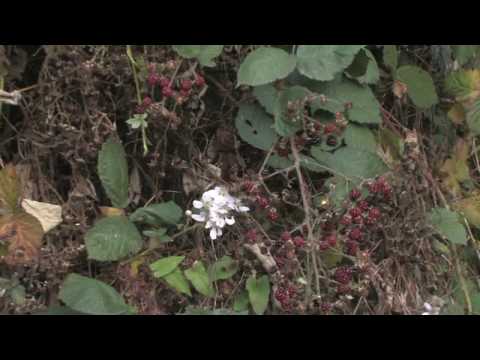 how to replant a blackberry bush