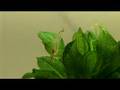 Mag's Macro HDV experiment - aquarium