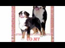 Bernese Mountain Dog Teeshirts and Gifts