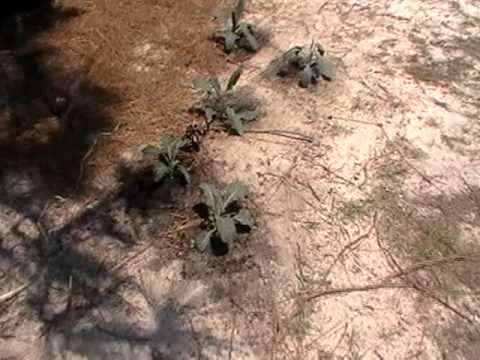how to take care of gynura procumbens