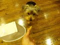 Click here to watch this video crazy dog