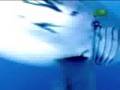 Untamed and Uncut - Shark Pulls Man In