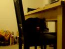 ボール猫動画