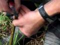 Fruit tree grafting, budding and more - Benji Woodman-pt2
