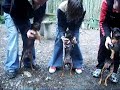 VIDEOCLIP PINSCHERS DOLCE GABANNA
