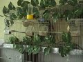 carduelis carduelis x carduelis carduelis carduelis carduelis x carduelis carduelis