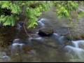 Music in Nature - Dreams - GIOVANNI MARRADI