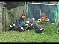 Bearded Collie Welpen - Beschnuppern