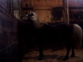norcal-equine-rescue-auction-rescue.html
