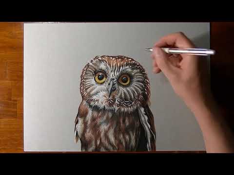 how to draw owl pictures