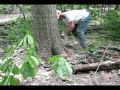 Logger Drops A Pin Oak