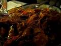videos de Prawn of the Dead