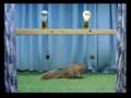 EZ Answer Squirrel Parody 2 - Cambrian Youth Event