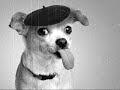 Click here to watch this video Tom's Dog Origins: European Grandparent