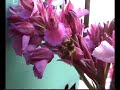 Polinizador de Orchis papilionacea