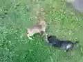 videos de DIVA ET DIVINE 1