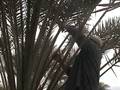 videos de Bill Prunes Dates at Ketura Part I/2
