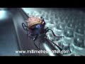 Insects Getting Hit With Pies! Millimeters Matter Icon
